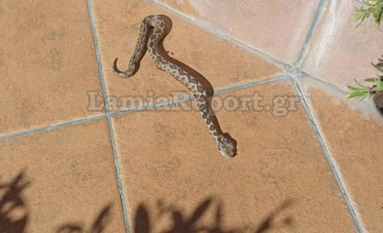 Λαμία: Οχιά… λιαζόταν σε αυλή σπιτιού – «Ξύπνησαν» νωρίτερα τα φίδια και ξεκίνησαν τις βόλτες