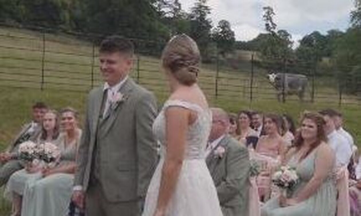 Αγγλία: «Παρέμβαση» αγελάδας σε γαμήλια δεξίωση