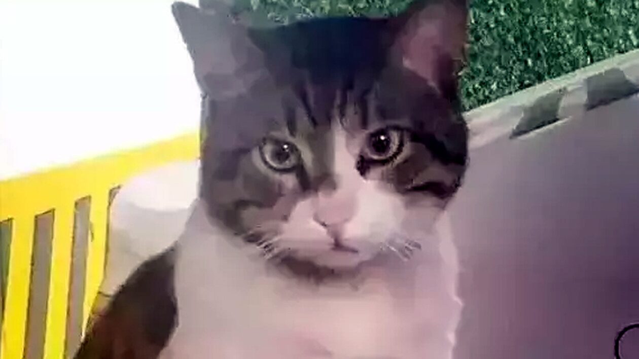 Τουρκία: Συλλογές υπογραφών, συγκεντρώσεις και απειλές θανάτου για τον φόνο μίας γάτας