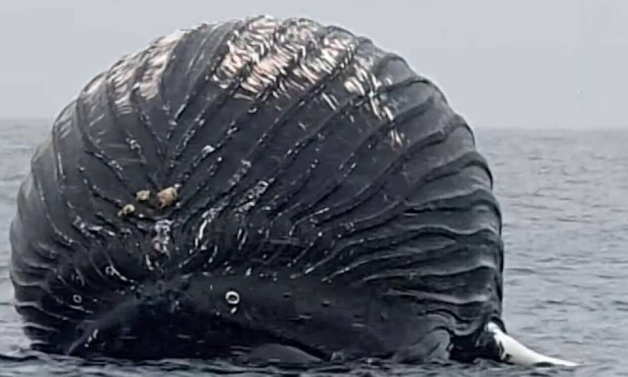 Ψαράς στη Νορβηγία εντόπισε νεκρή φάλαινα που έμοιαζε με μπαλόνι  – Κίνδυνος να εκραγεί