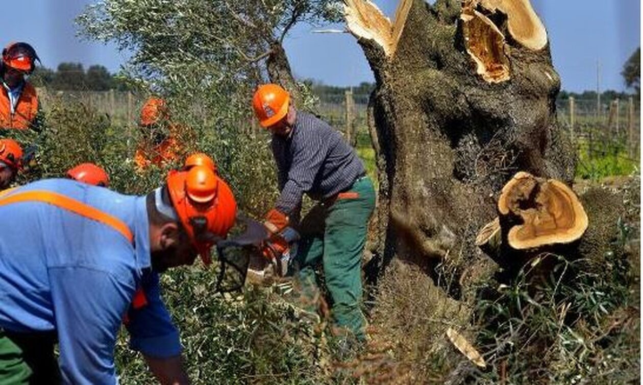 Πώς απογειώθηκε η τιμή του ελαιολάδου: Από το βακτήριο και τους ληστές, στην ξηρασία και το Brexit