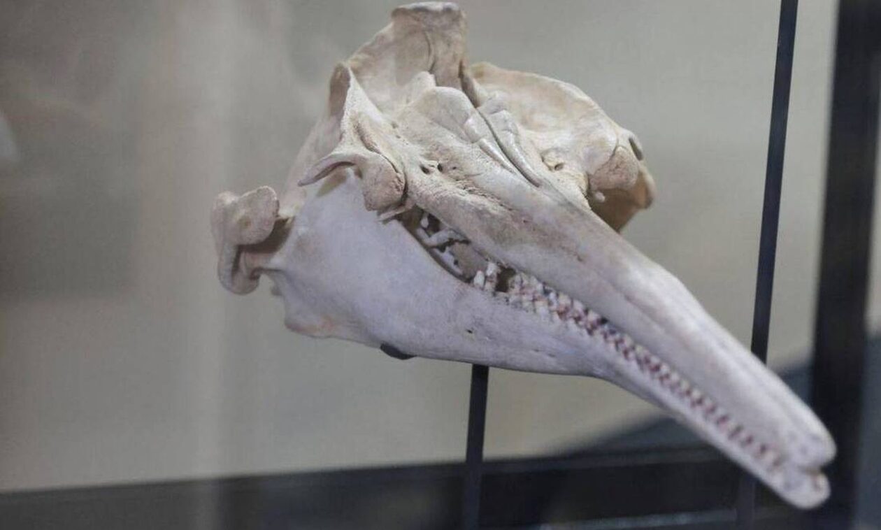 Τεράστιο κρανίο δελφινιού βρέθηκε στον Αμαζόνιο