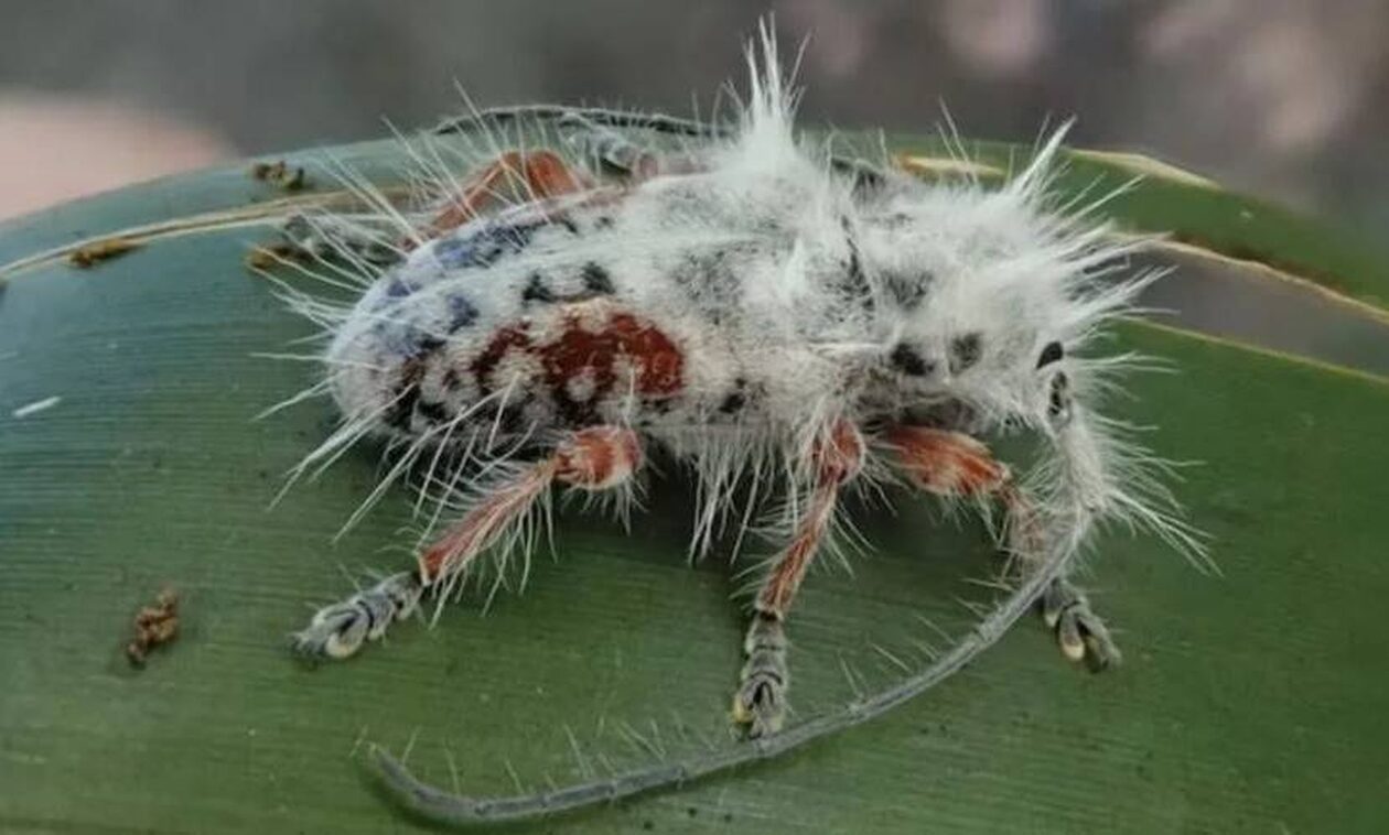 «Punk’s Not Dead»: Ένα… «πανκ» σκαθάρι στην Αυστραλία που με έμοιαζε με περιττώματα πουλιού