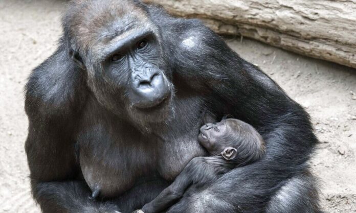 1539198-gorilla.jpg