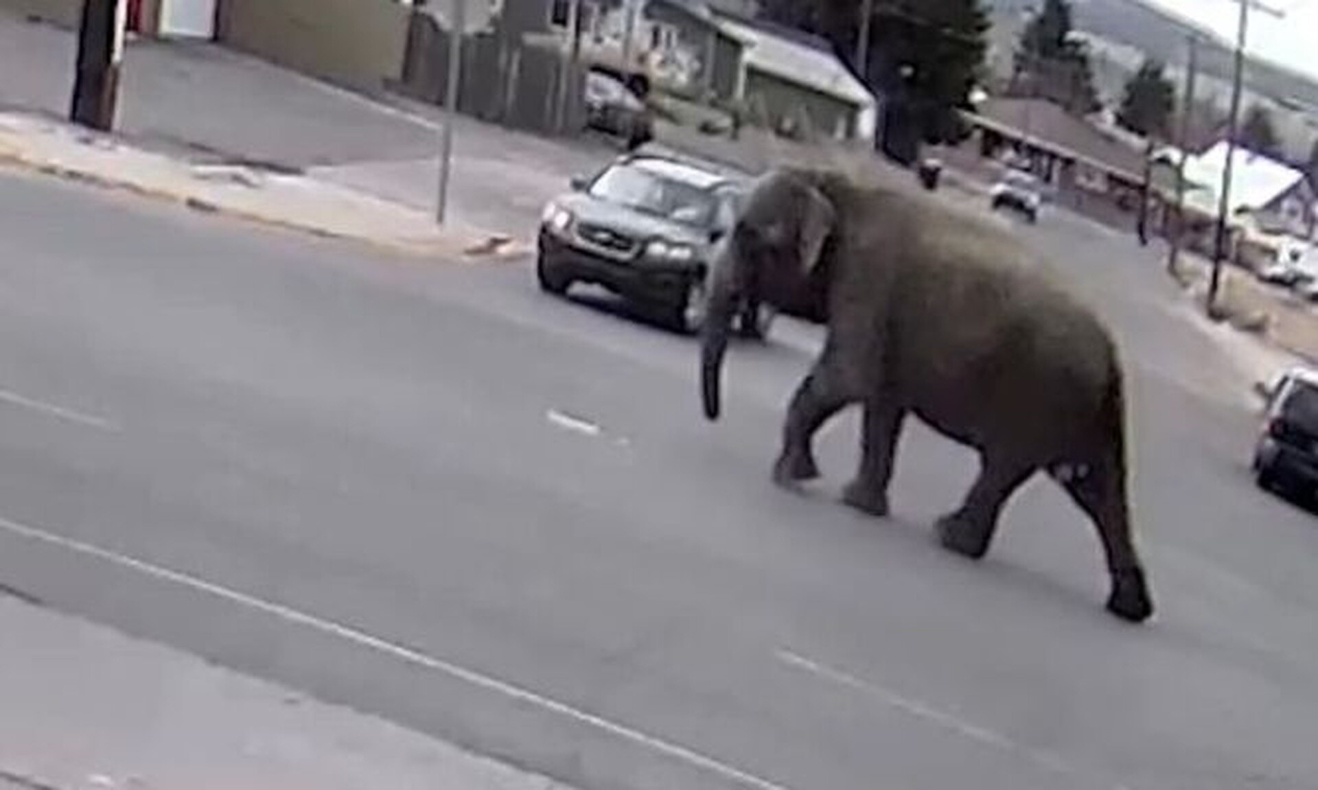 Μοντάνα: Ελέφαντας το έσκασε από τσίρκο και προκάλεσε χάος στους δρόμους της πόλης (vid)