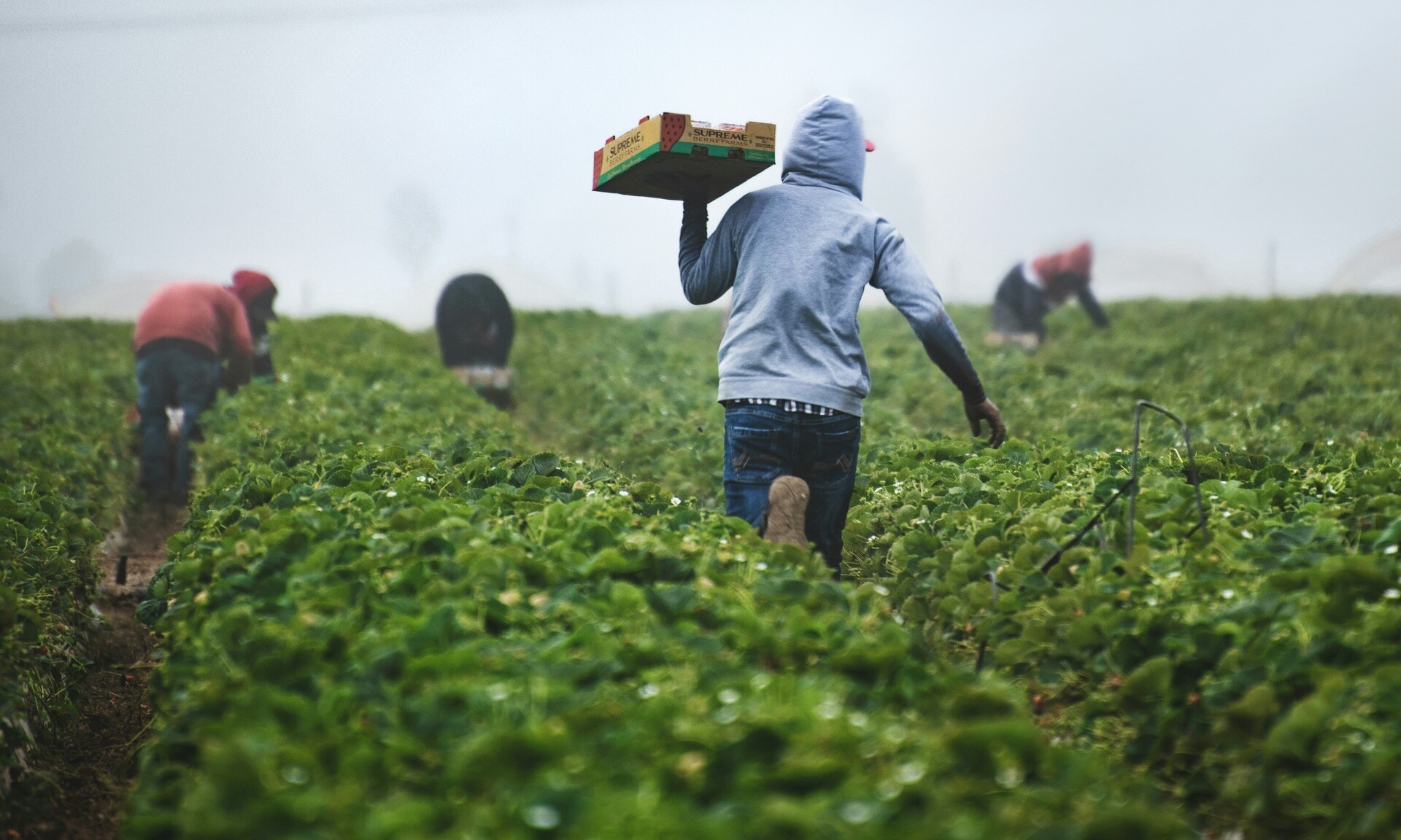 ΟΠΕΚΕΠΕ: Πότε πληρώνονται οι αγρότες για το Πάσχα – Η επίσημη ημερομηνία