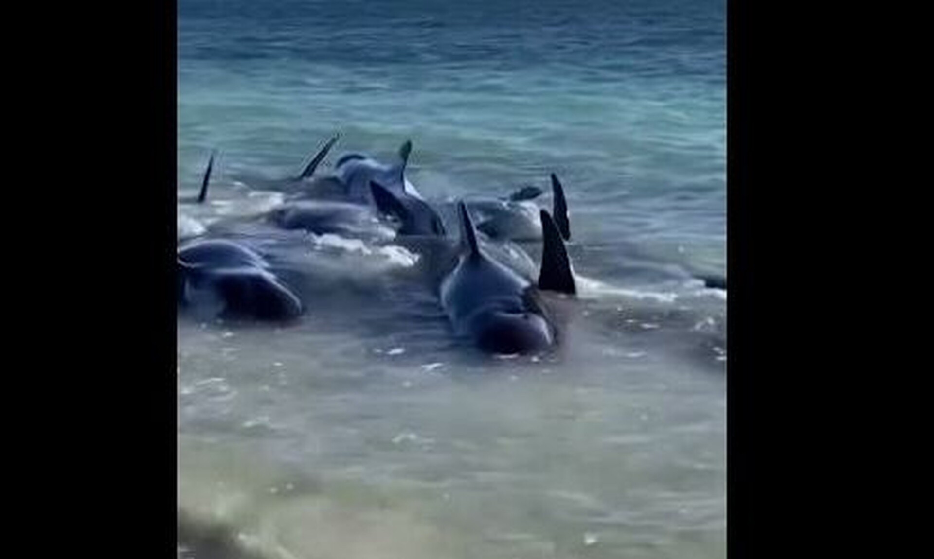 Σπαρακτικές εικόνες: Μυστήριο με 160 φάλαινες σε παραλία – Μεγάλη επιχείρηση διάσωσης τους