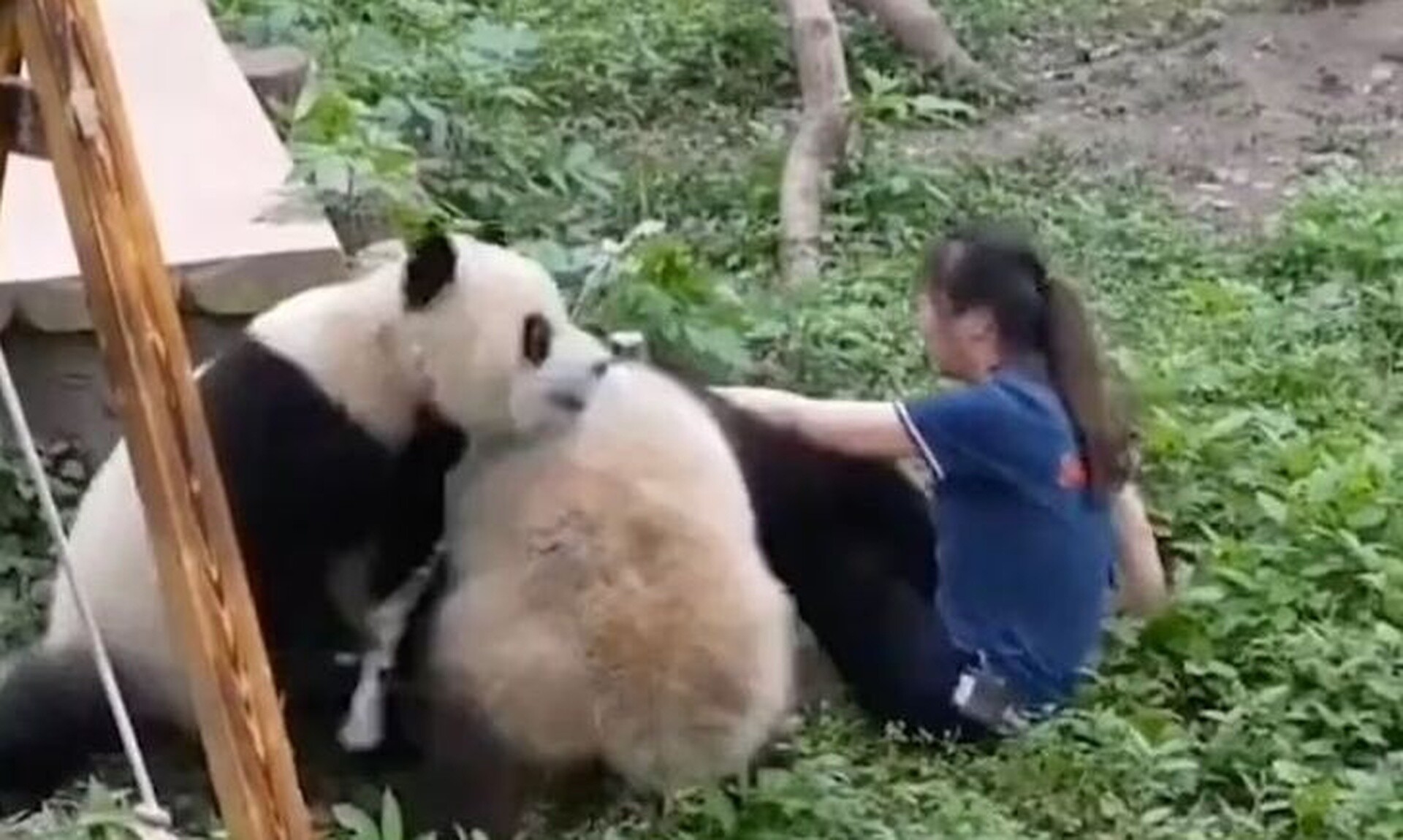Κίνα: Ρεαλιστικό Kung Fu Panda – Η σοκαριστική στιγμή της επίθεσης πάντα σε φύλακα
