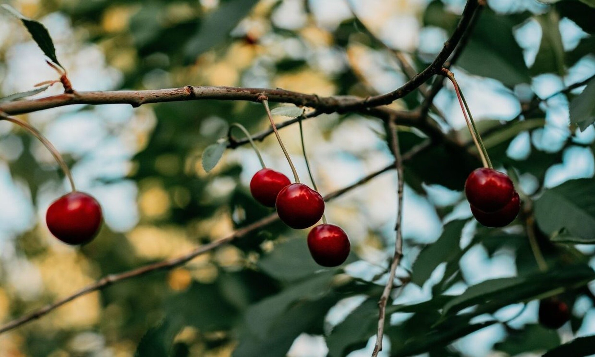 Τα φετινά κεράσια ξεπέρασαν στην αγορά και το ελαιόλαδο – Πιο «πικρά» φέτος