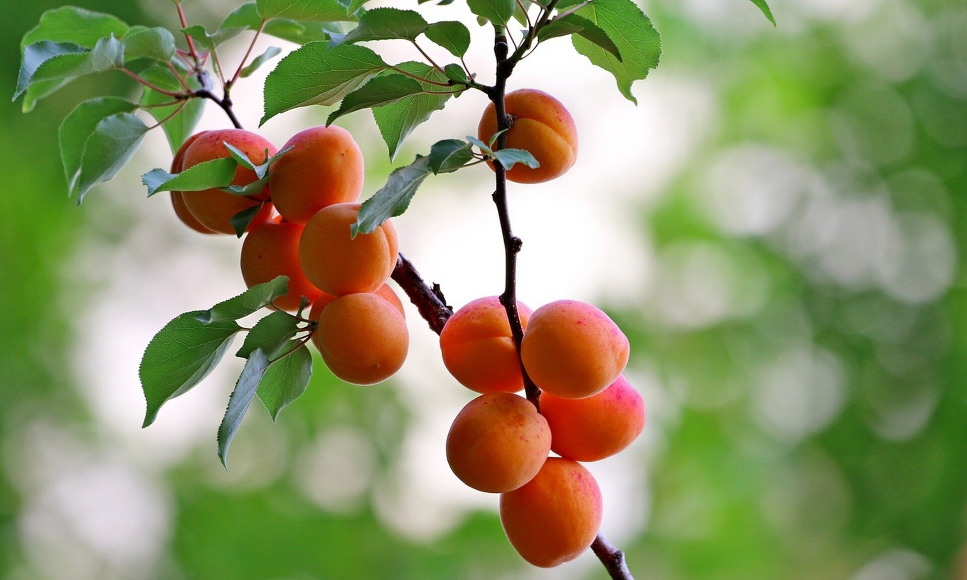 Βερίκοκο: Πτώση 6% στη φετινή παραγωγή – Στους 87.500 τόνους αναμένεται η σοδειά