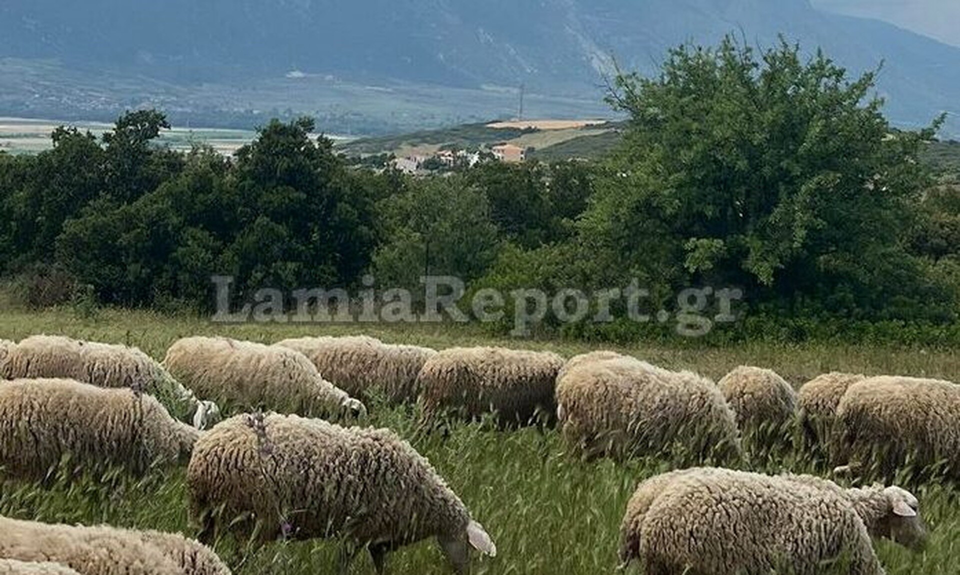 Λαμία: Λύκος επιτέθηκε σε κοπάδι με πρόβατα δίπλα σε σπίτια μέρα μεσημέρι