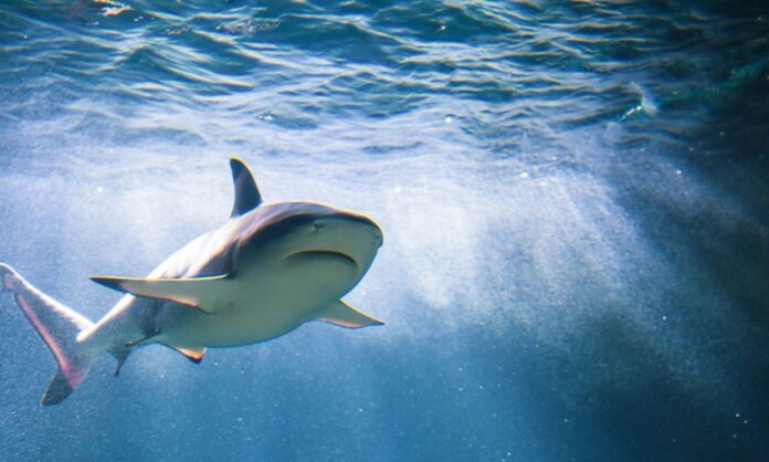 1549459-shark.jpg