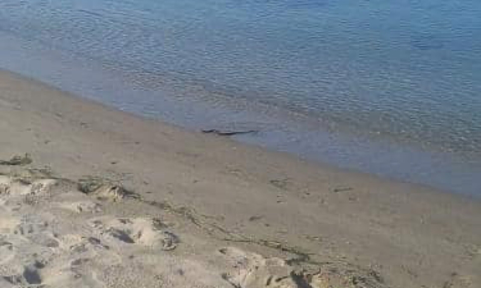 Λάρισα: Είδαν ξαφνικά φίδι να κολυμπά στη θάλασσα – Αναστάτωση στην περιοχή