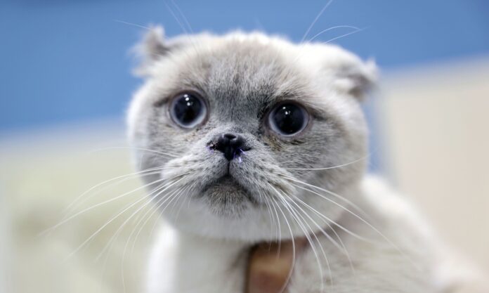 1553368-gata.jpg