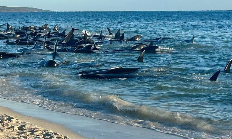 Κοπάδι φαλαινών ξεβράστηκε στις ακτές της Σκωτίας – Νεκρά 77 θηλαστικά