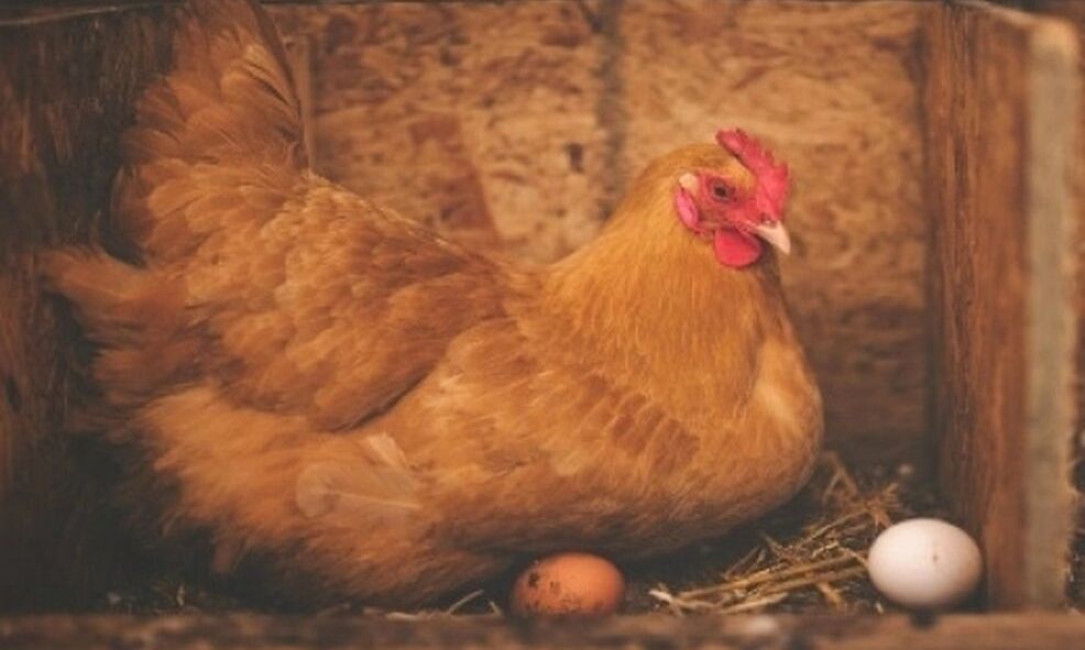 Η γρίπη των πτηνών επανέρχεται στις ΗΠΑ με νέο τύπο του ιού