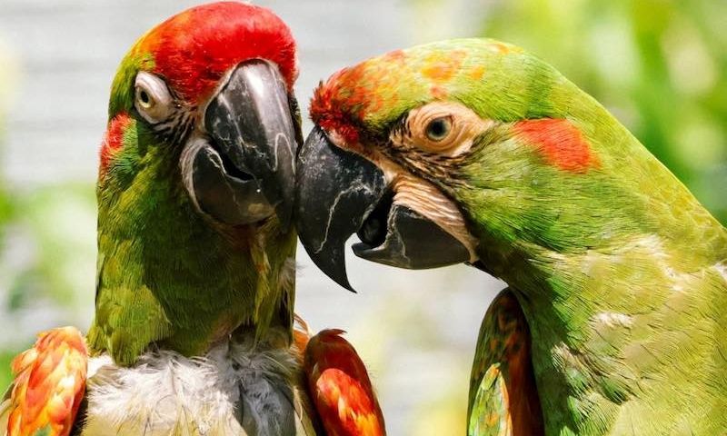 Δύο σπάνιοι παπαγάλοι ταξίδεψαν για να «ερωτευτούν» και… να σώσουν το είδος τους
