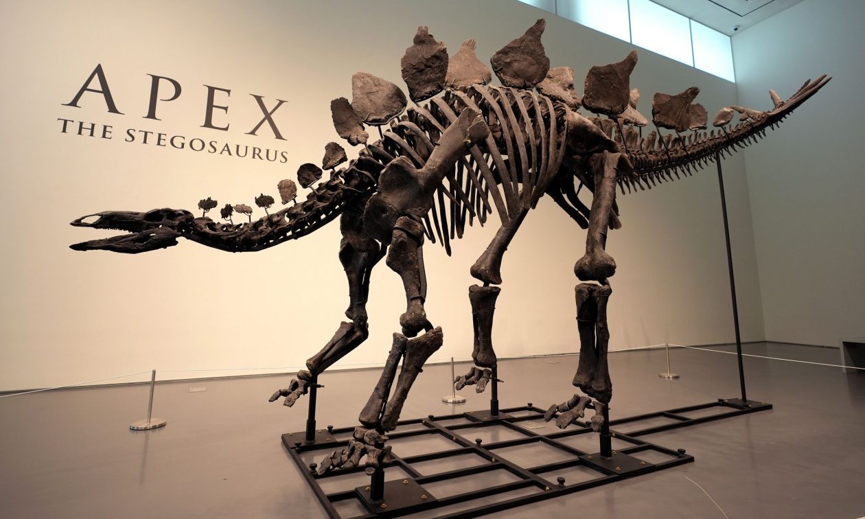 Σε τιμή ρεκόρ πωλήθηκε ο στεγόσαυρος «Apex» σε δημοπρασία στη Νέα Υόρκη