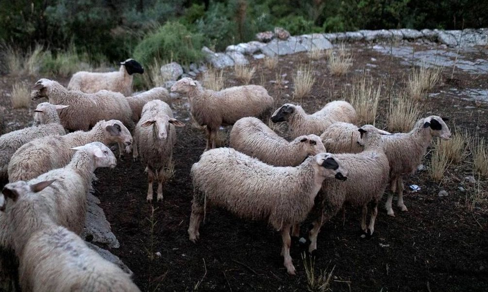 Πανώλη Αιγοπροβάτων: Στα δικαστήρια για να διευκρινιστεί ποιος έφερε τα άρρωστα ζώα