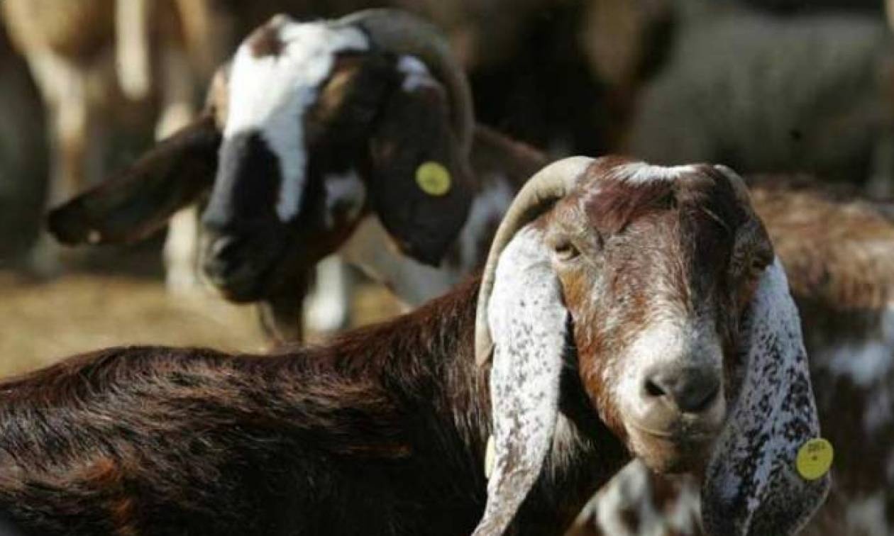 Πανώλη: Δειγματοληπτικούς ελέγχους σε όλη τη χώρα ζητούν οι κτηνοτρόφοι