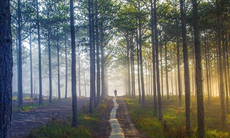 Προσλήψεις: 200 θέσεις εργασίας εποχιακού προσωπικού σε 11 δασαρχεία
