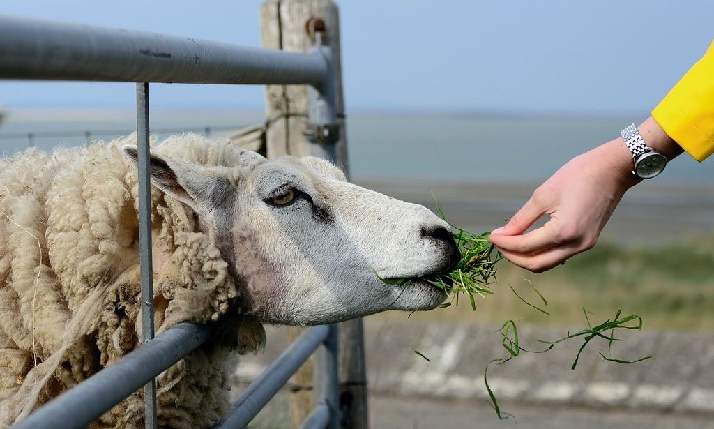 Οι επτά πληγές των κτηνοτρόφων – Πάνω από 15 χρόνια ταλαιπωρούνται από ζωονόσους
