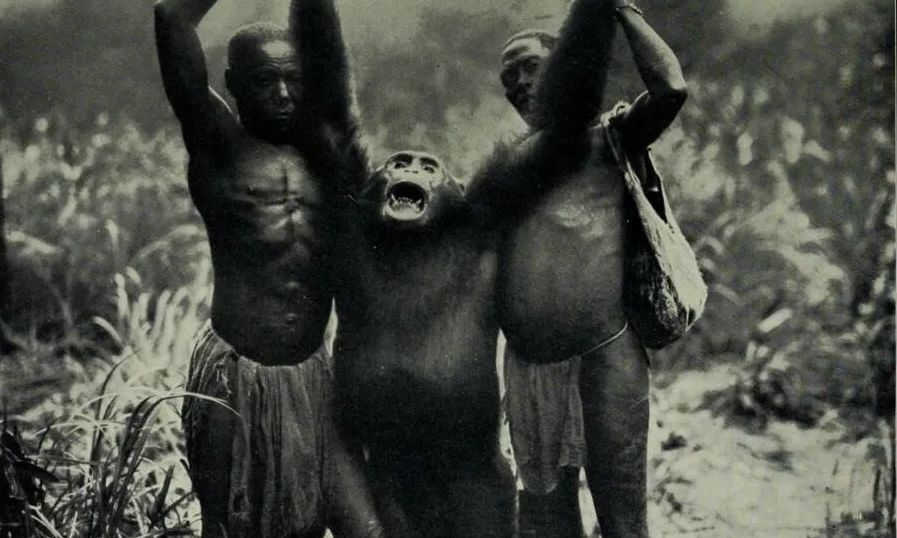 Ο ανατριχιαστικός θρύλος του αιμοδιψούς «Bondo Ape» – Το υβρίδιο γορίλλα και ανθρώπου