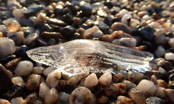 1580819-d9f328e8-cymbulia-peronii.jpg