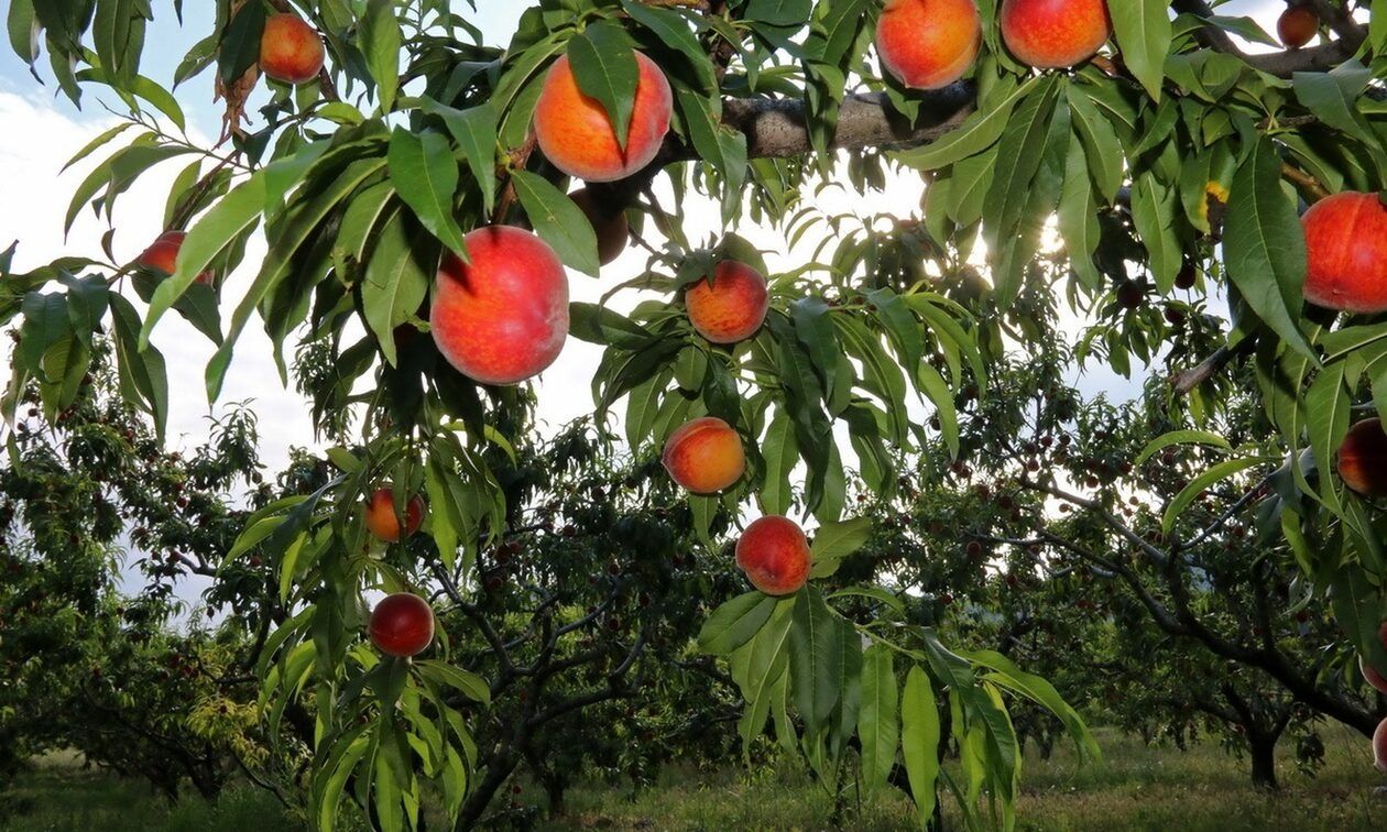 Πρόγραμμα «ΚΟΜΦΟΥΖΙΟ» – Προβλέπει καλύψεις νέων καλλιεργειών με αυξημένες ενισχύσεις