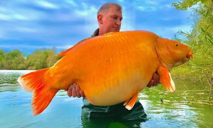 «Carrot»: Το μεγαλύτερο χρυσόψαρο του κόσμου βρέθηκε νεκρό – «Μας έχει ραγίσει», λένε ψαράδες