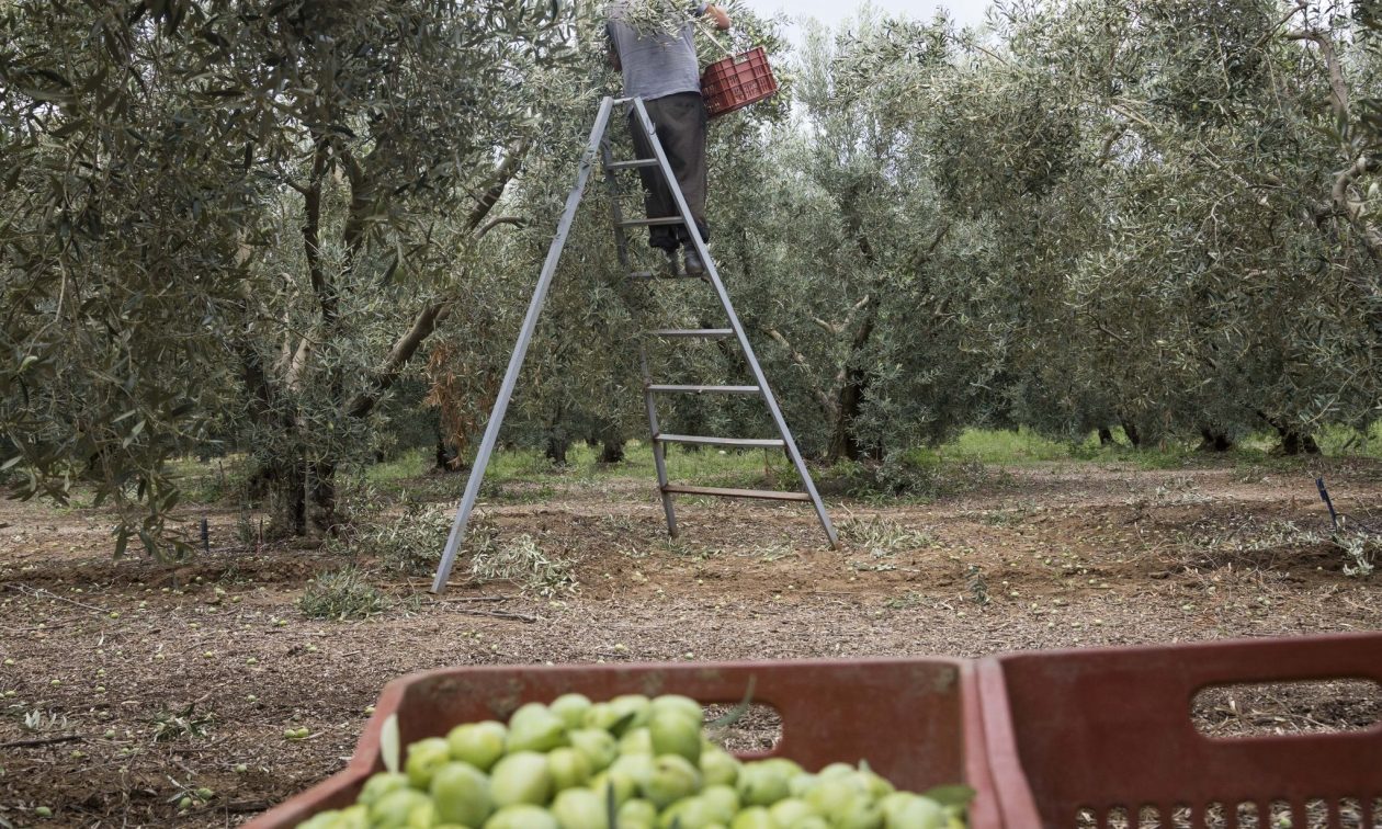 ΔΕΘ 2024: Αναλυτικά τα μέτρα για τους αγρότες και την πρωτογενή παραγωγή