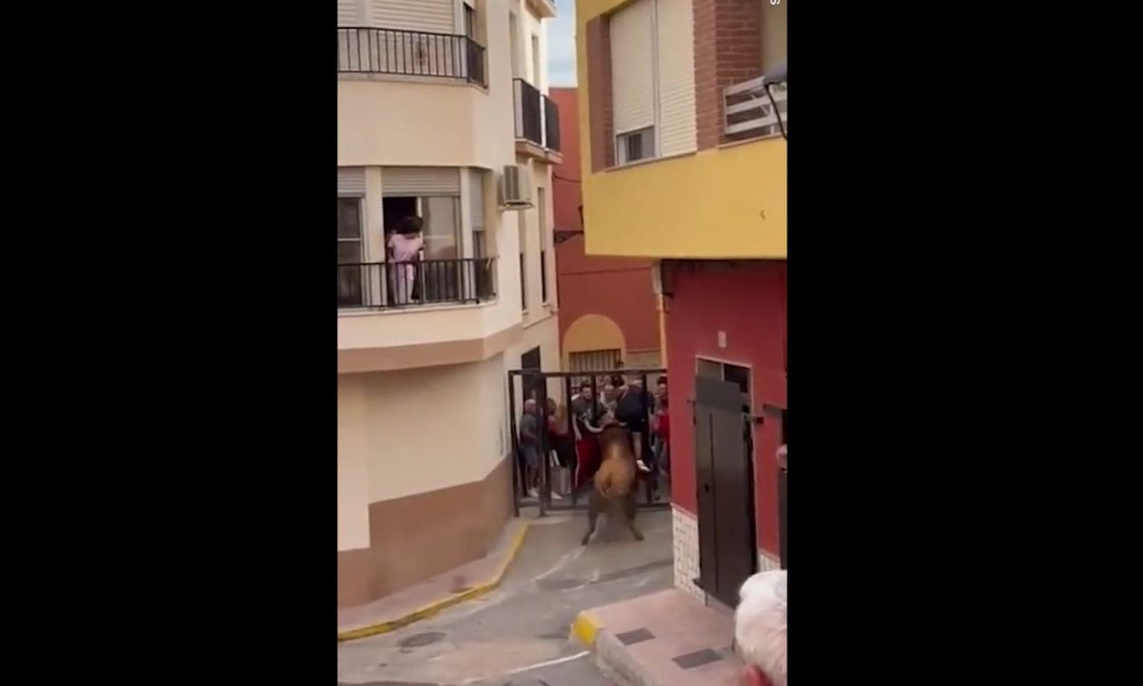Τρόμος στην Ισπανία: Ταύρος επιτέθηκε σε άντρα σε φεστιβάλ – Τον κάρφωσε στα γεννητικά όργανα