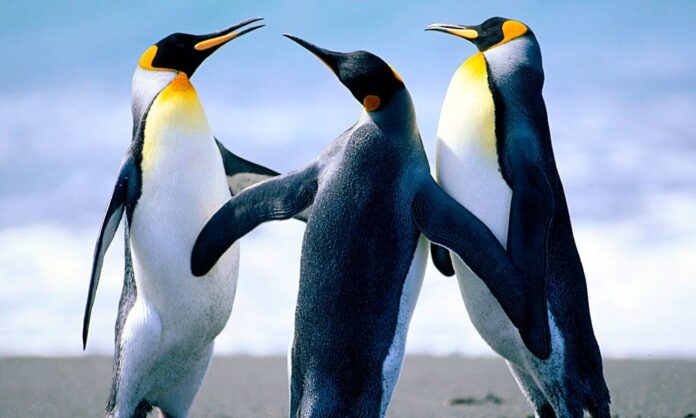 1587695-1718128638445-283141421-penguins.jpg