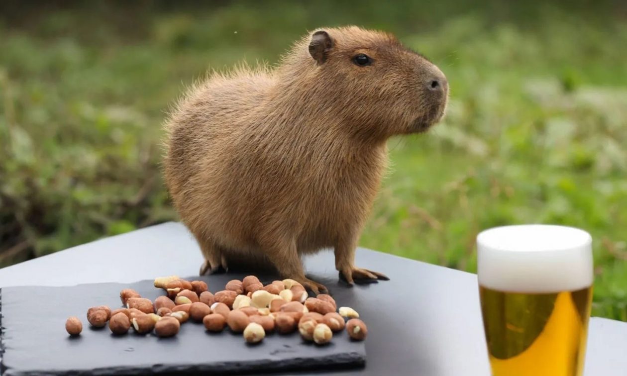 Η μεγάλη απόδραση του capybara που έγινε viral