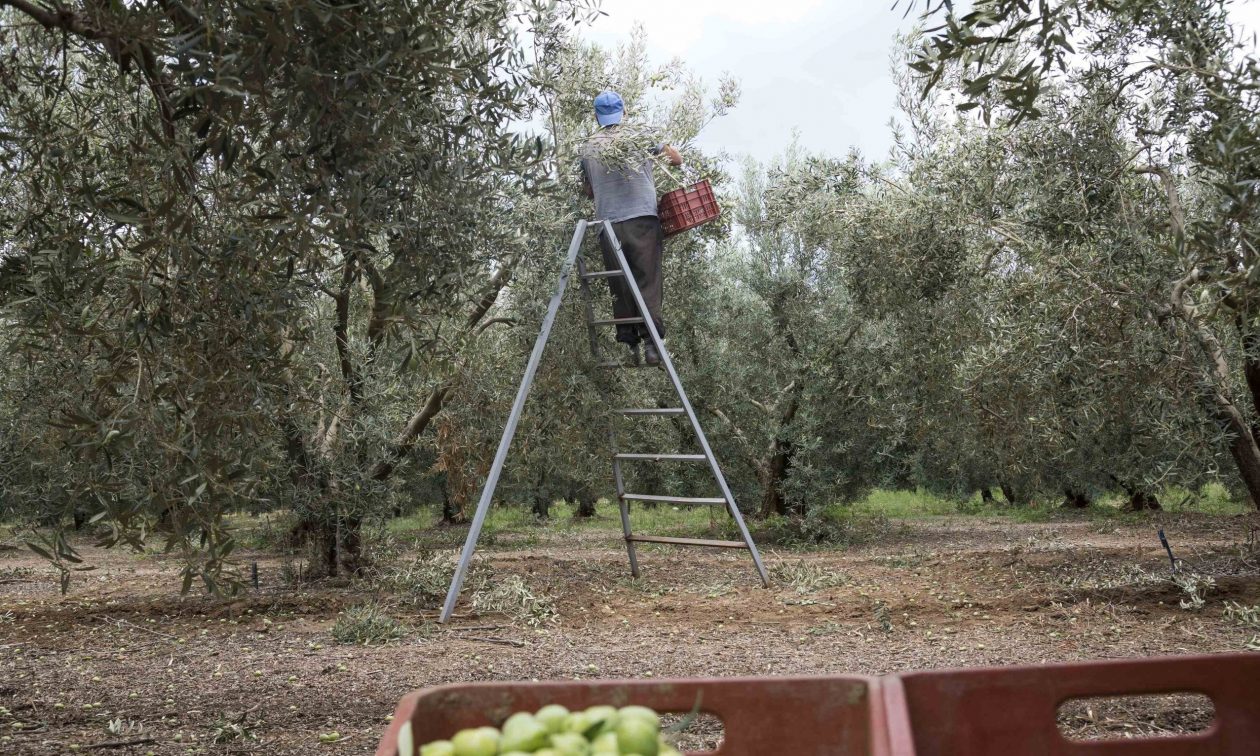 Στο τραπέζι η διαγραφή των κόκκινων δανείων σε αγρότες – Σε πρώτο πλάνο η στήριξη της οικογένειας