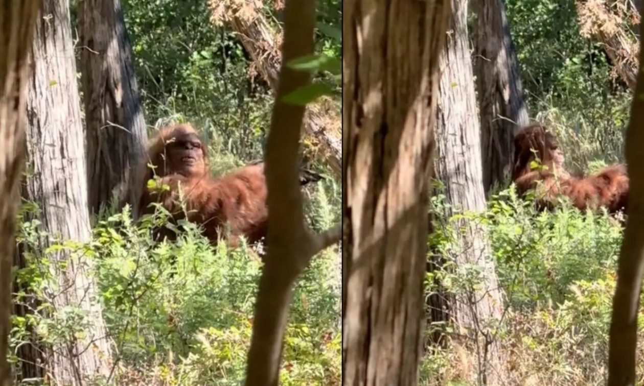 Tiktoker ισχυρίζεται πως είδε και κατέγραψε τον Bigfoot – «Ήταν η πιο τρομακτική εμπειρία»