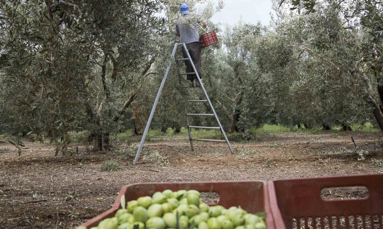 ΟΠΕΚΕΠΕ: Λόγω… λάθους 196.000 αγρότες καλούνται άμεσα να επιστρέψουν χρήματα!