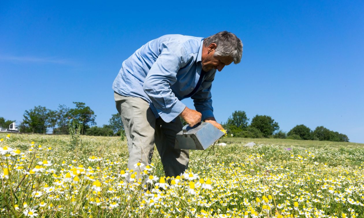 ΟΠΕΚΕΠΕ: Ολοκληρώθηκαν οι εκκαθαριστικές πληρωμές του έτους 2023 σε αγρότες
