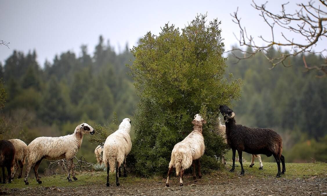 Σε ΦΕΚ οι αποζημιώσεις στους κτηνοτρόφους για την ευλογιά και την πανώλη