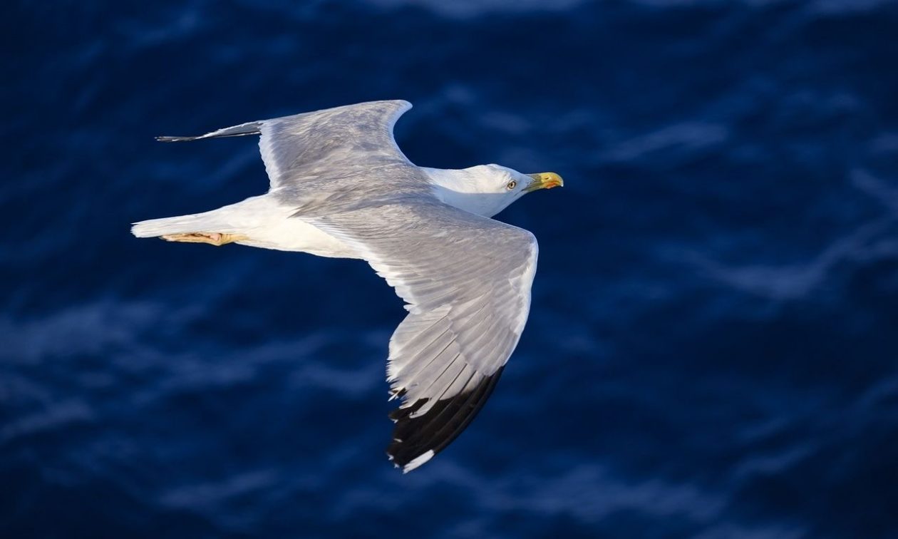 Βρετανία: Ετοιμάζουν δολώματα με αντισυλληπτικά χάπια για γλάρους – Ο απίστευτος λόγος