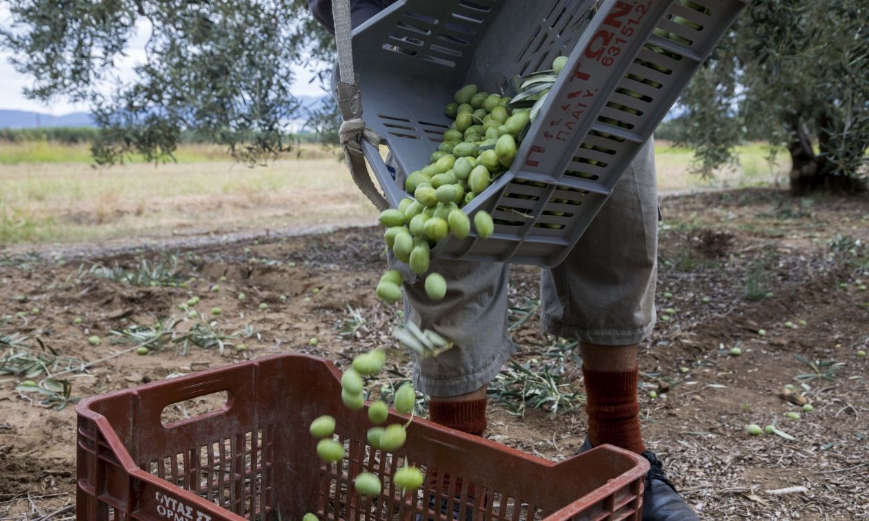 Αργολίδα: «Δόθηκαν πάνω από 114,5 εκατ. ευρώ σε 15.435 αγρότες», αναφέρει ο Κώστας Τσιάρας