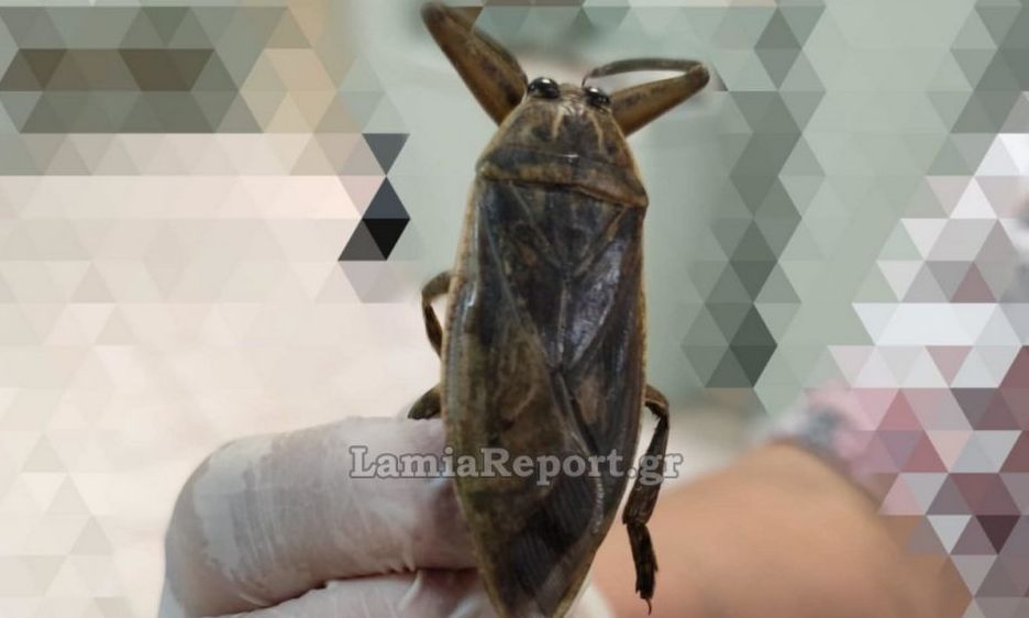 Συναγερμός στη Λαμία: Εντοπίστηκε δηλητηριώδες ζωύφιο