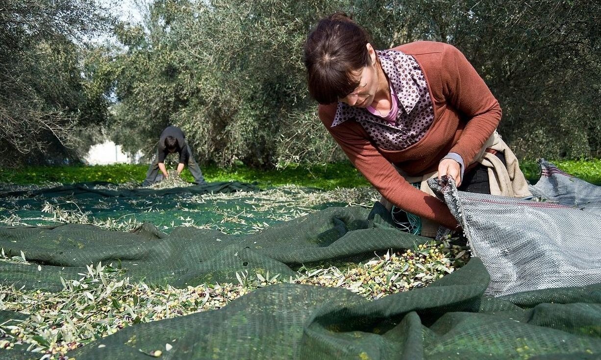 Μήνυμα Τσατραφύλλια για το μάζεμα της ελιάς