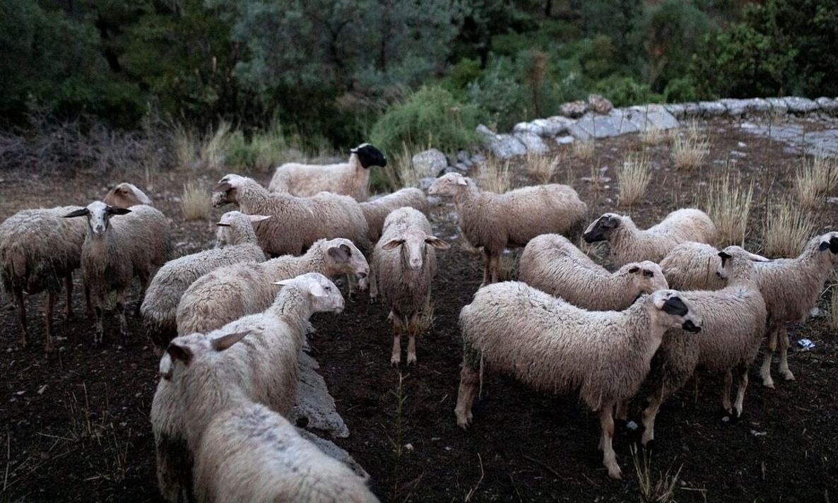 Ευλογιά προβάτων: Συναγερμός μετά την επιβεβαίωση νέων κρουσμάτων – Ποιες περιφέρειες αφορά