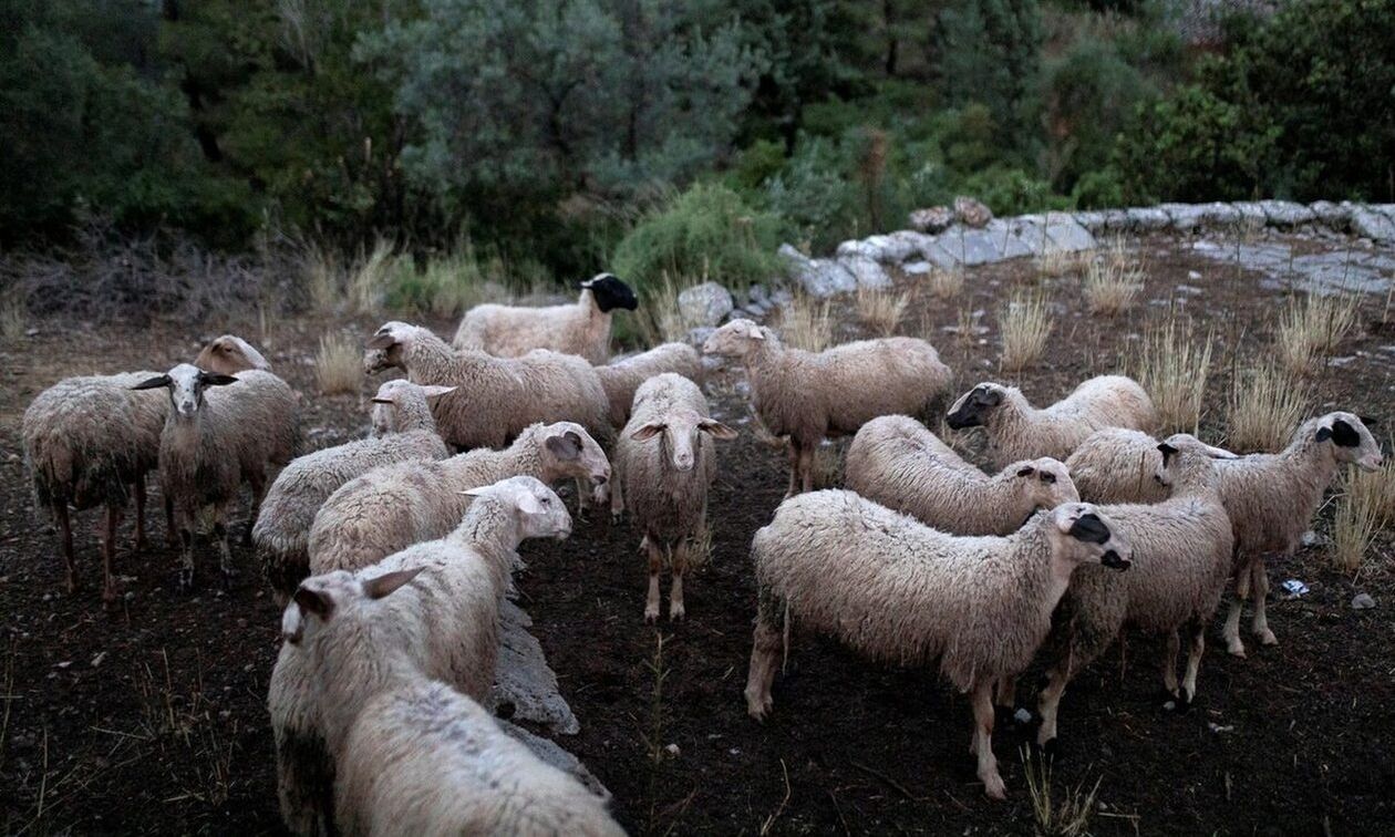 Ευλογιά των προβάτων: Σε ισχύ τα νέα μέτρα του ΥΠΑΑΤ