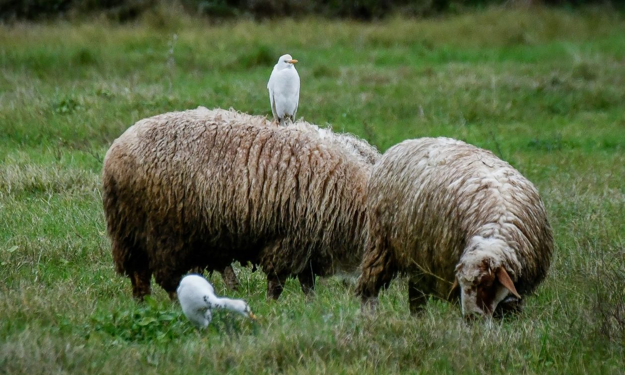 Ευλογιά των προβάτων: Από σήμερα ανοικτά τα σφαγεία στους νομούς που δεν έχουν κρούσματα