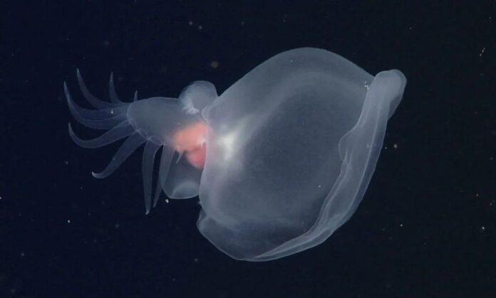 1601846-950c7847-7505bcc8-mbari-mystery-mollusc-d0598-02.jpg