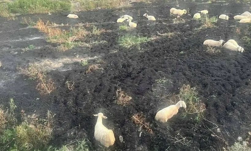 Ευλογιά προβάτων: Παράταση στα μέτρα του ΥΠΑΑΤ μέχρι τις 22 Νοεμβρίου