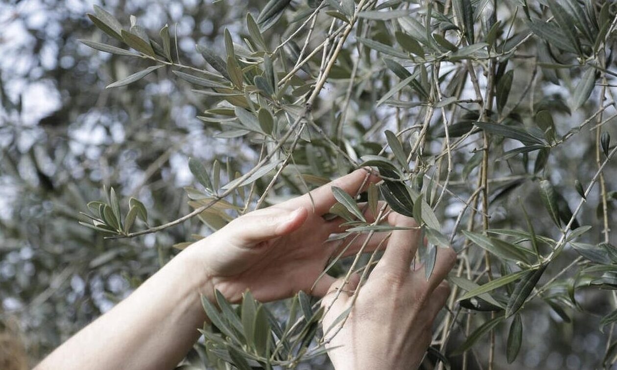 Μεσσηνία: Πήγαν στο χωράφι τους και βρήκαν τις ελιές τους… μαζεμένες