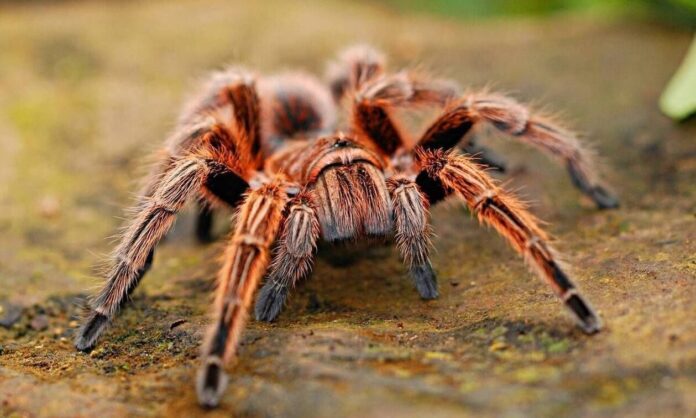 1603739-tarantula.jpg